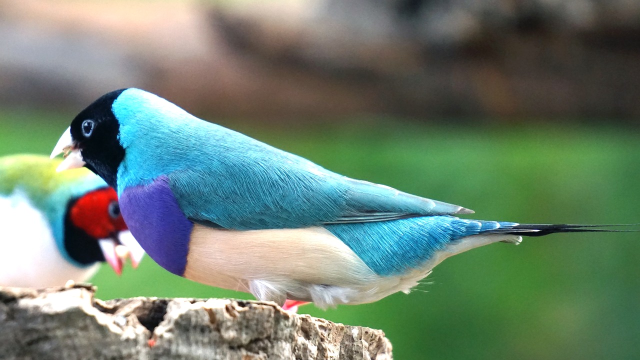 Image - erytrura gouldiae gouldian finch