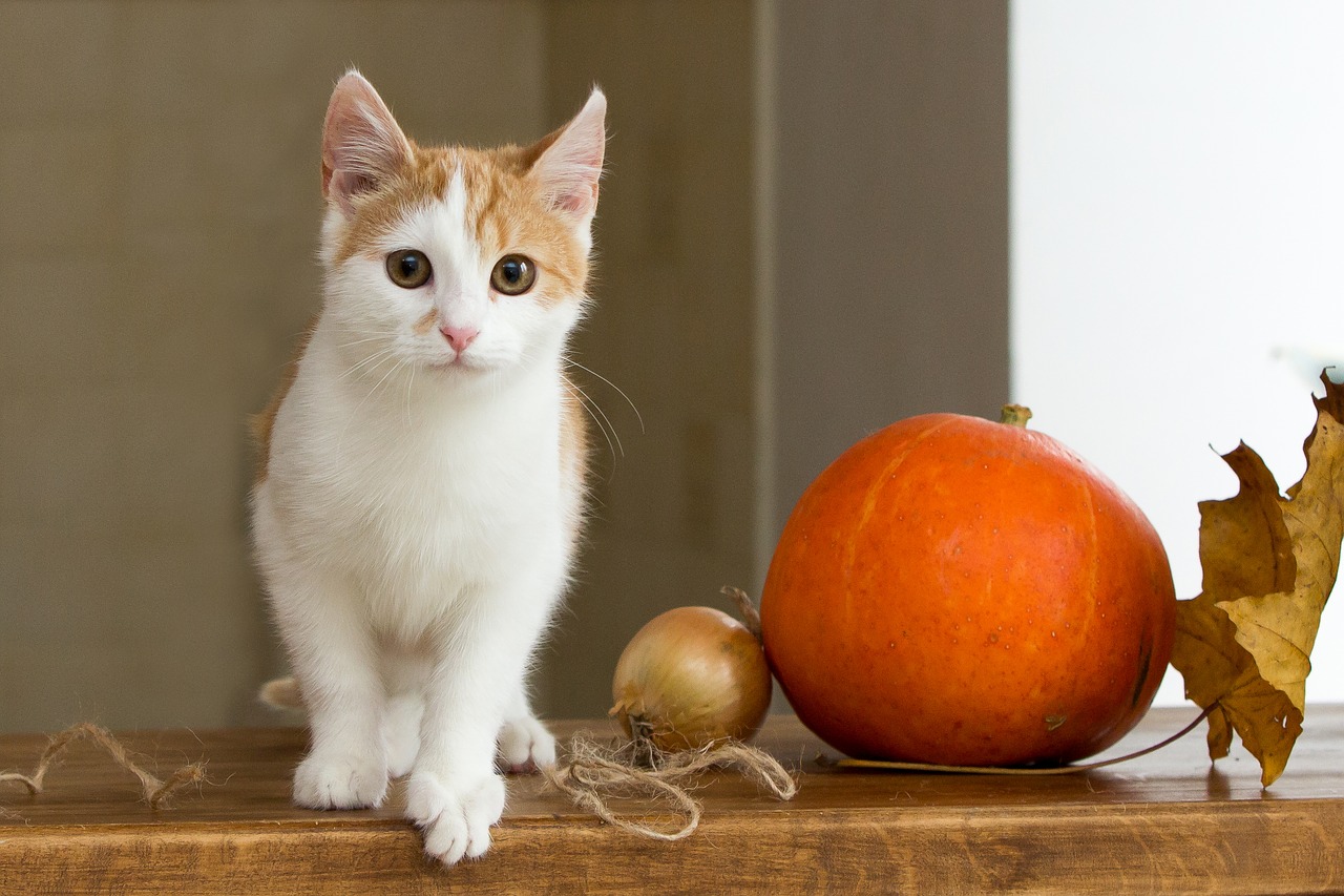 Image - cat redhead pet red headed cat