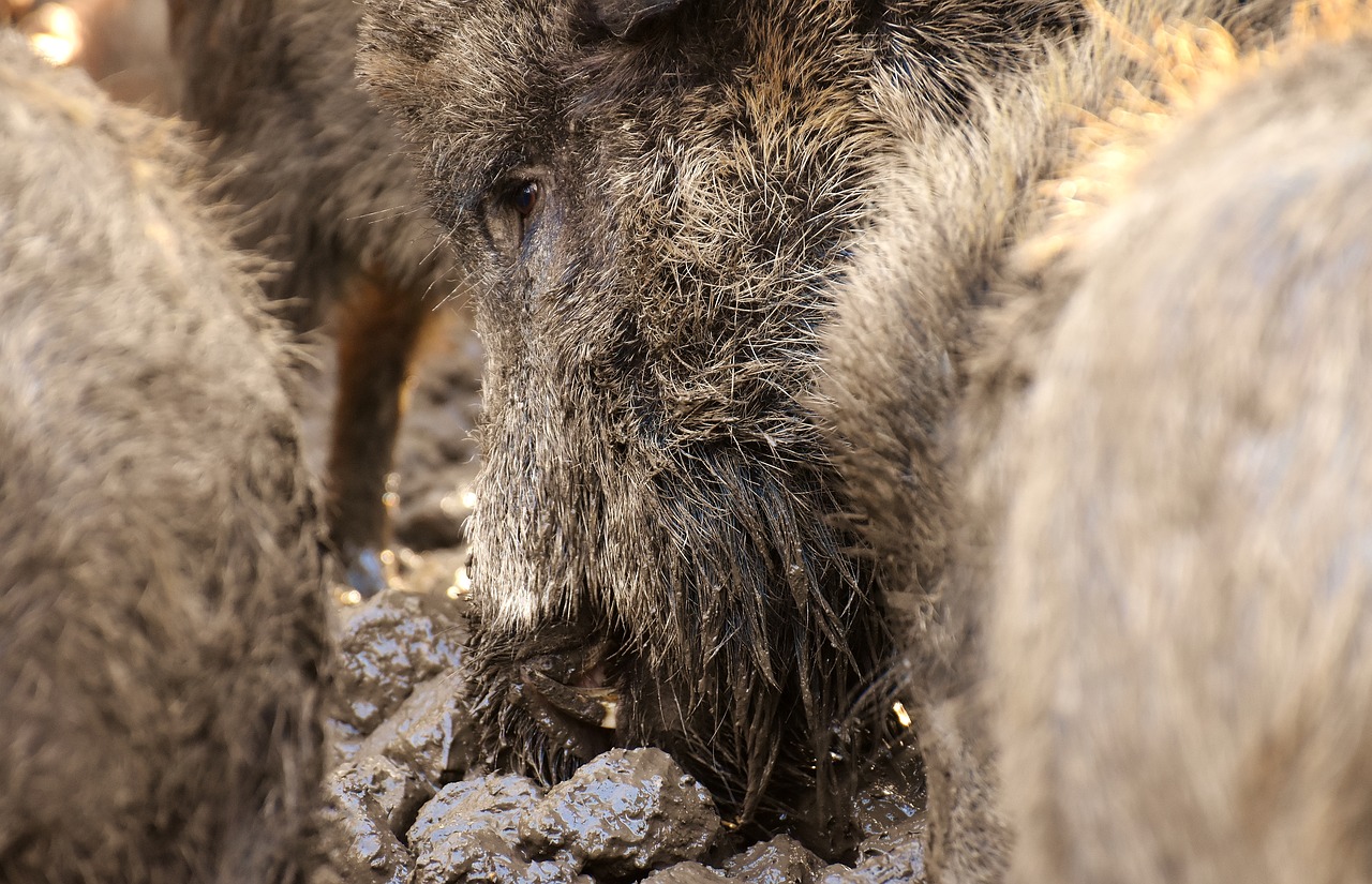 Image - wild boars animals mud dirty