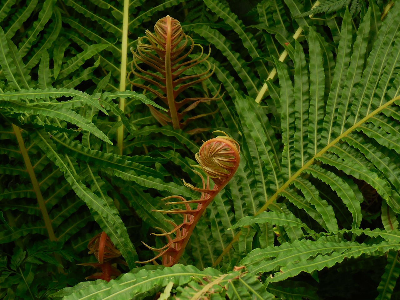 Image - fronds fern green plant