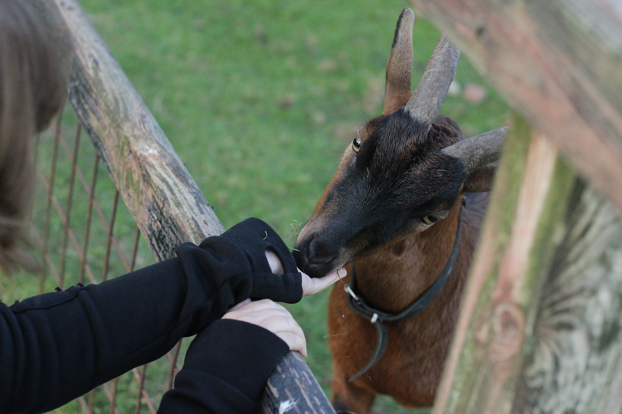 Image - goat feed cute fence