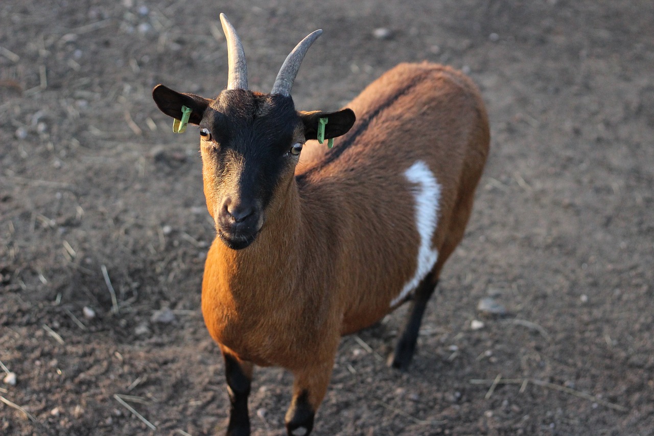 Image - goat horns animal farm billy goat