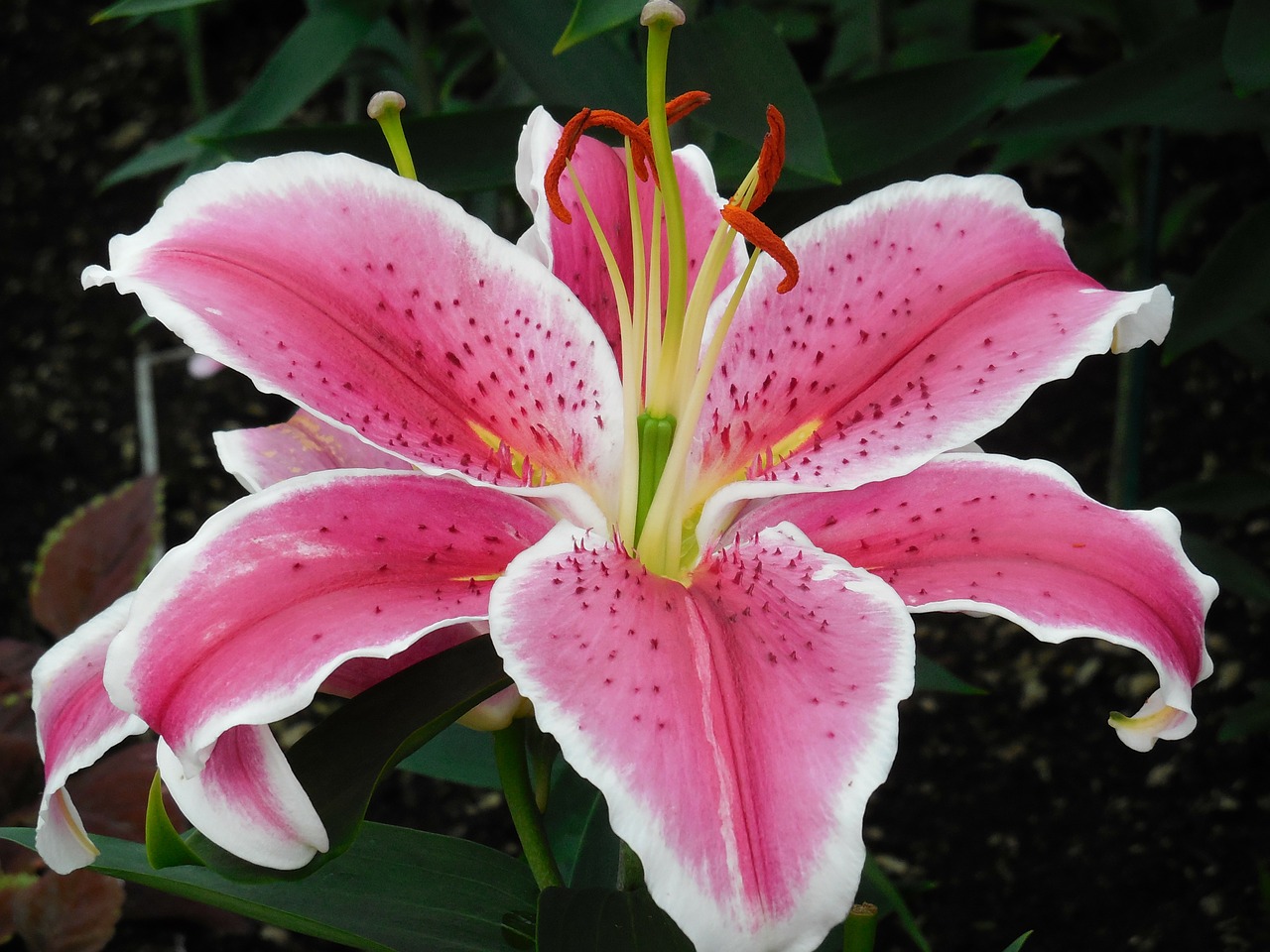 Image - lily flower pink bloom blossom