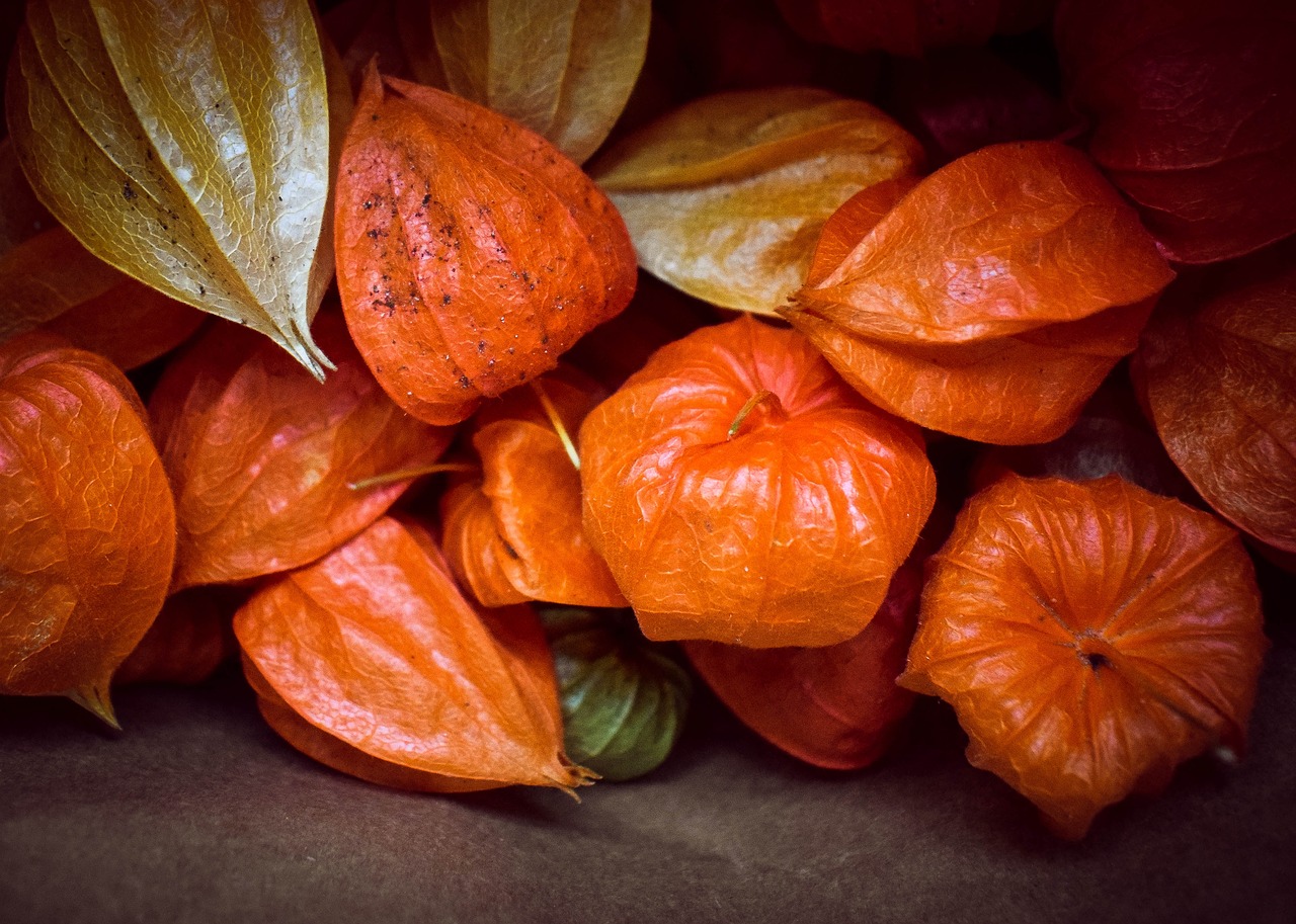 Image - physalis autumn food leaf fruit