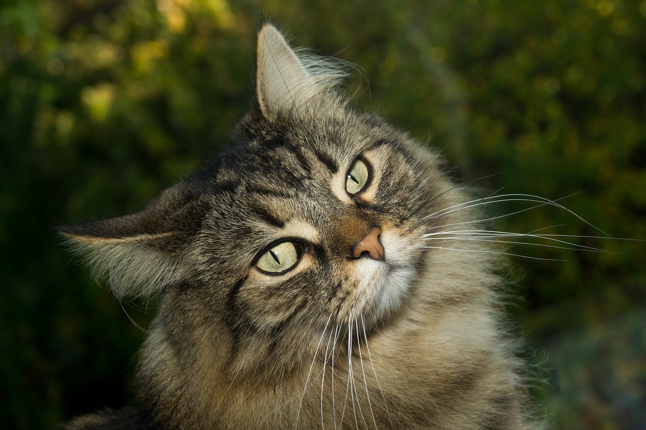 Image - cat norwegian forest cat sweet