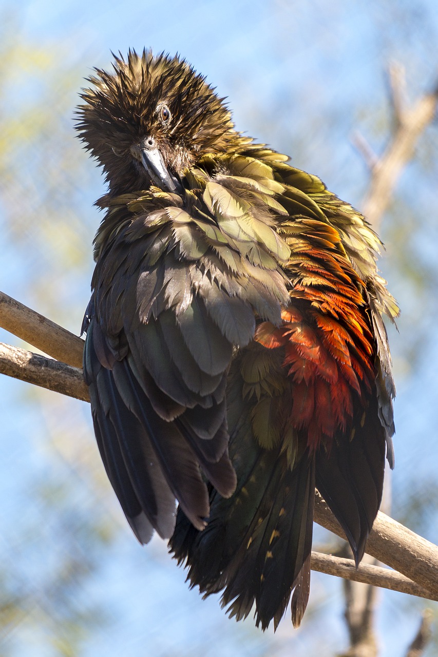 Image - bird plumage parrot watch branch