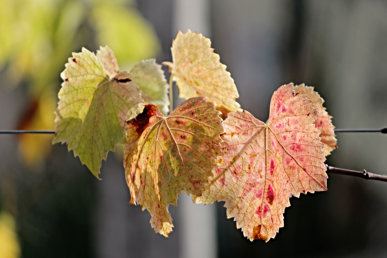 Image - fall foliage leaves colored color