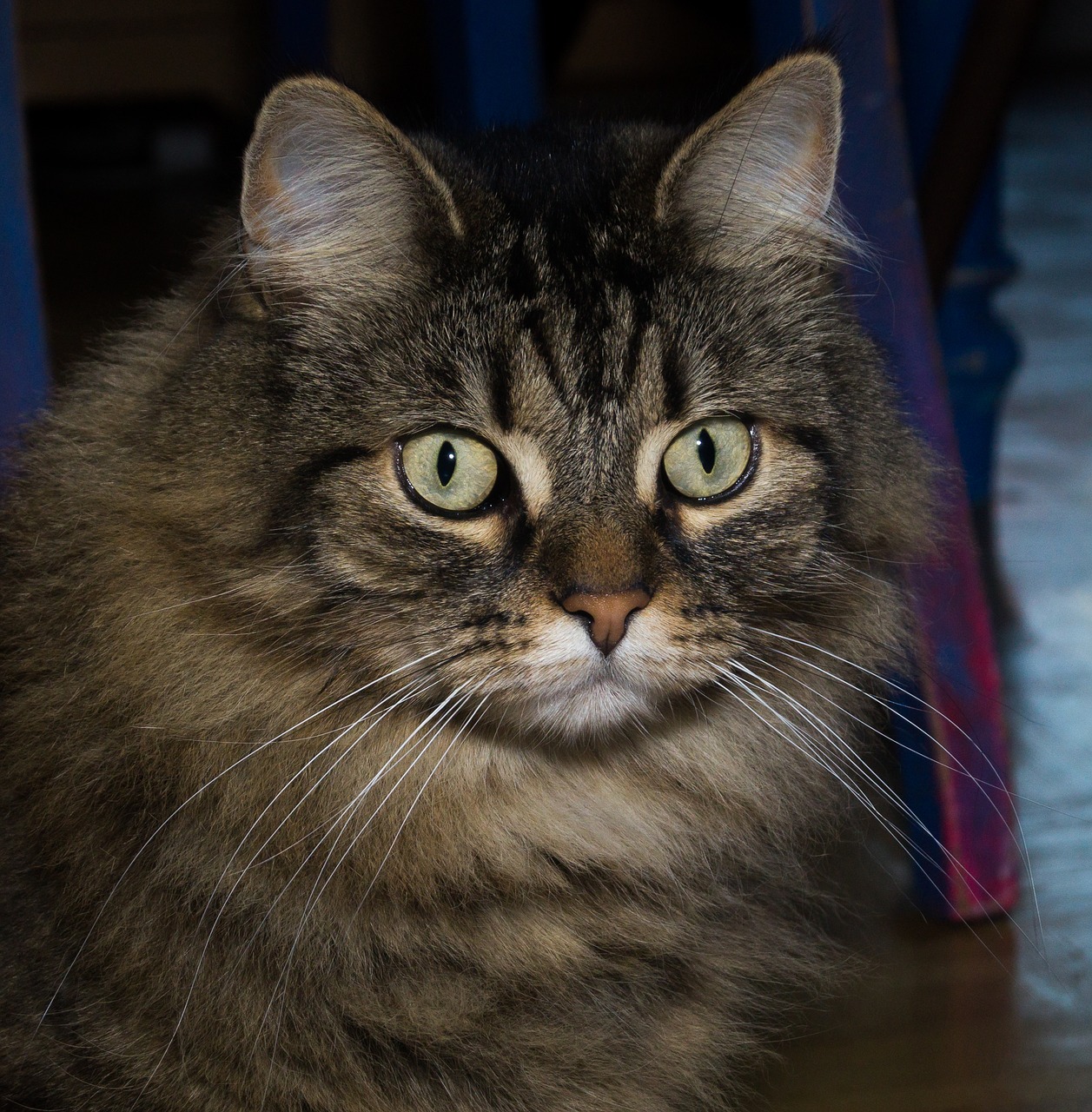 Image - cat norwegian forest cat attention