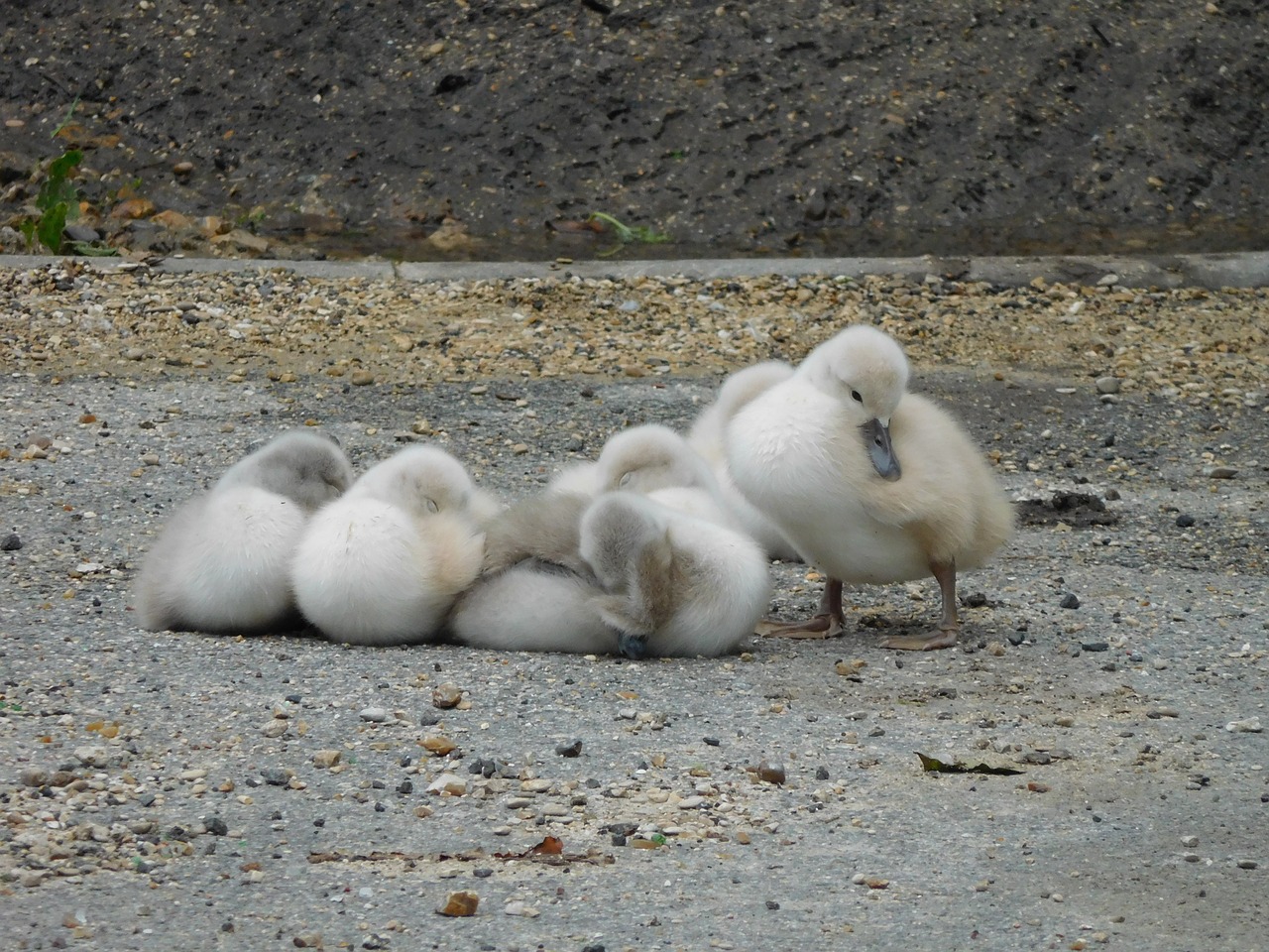 Image - animals bird white swan nestled