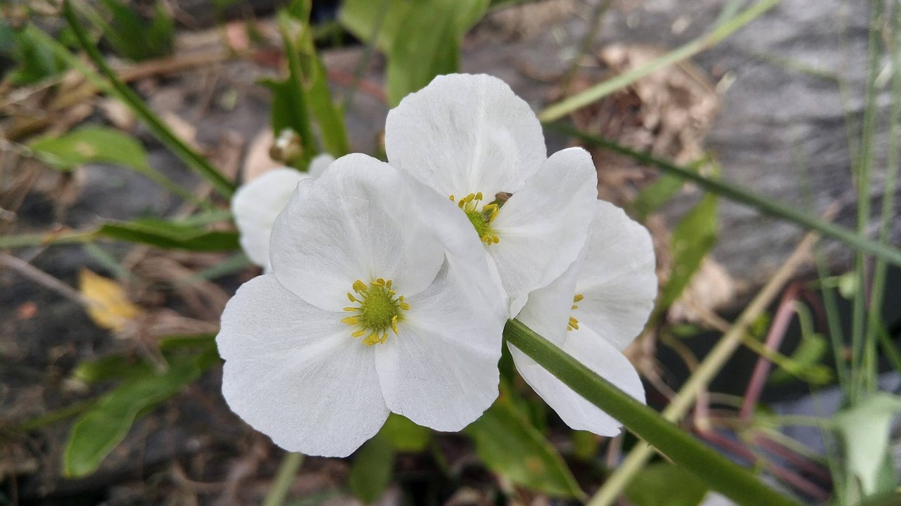 Image - white flowers flowers asian flowers