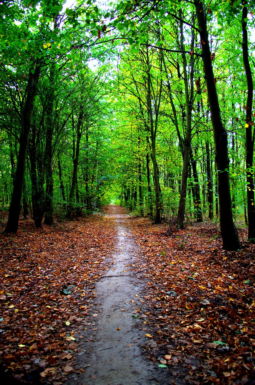 Image - autumn landscape nature poznan