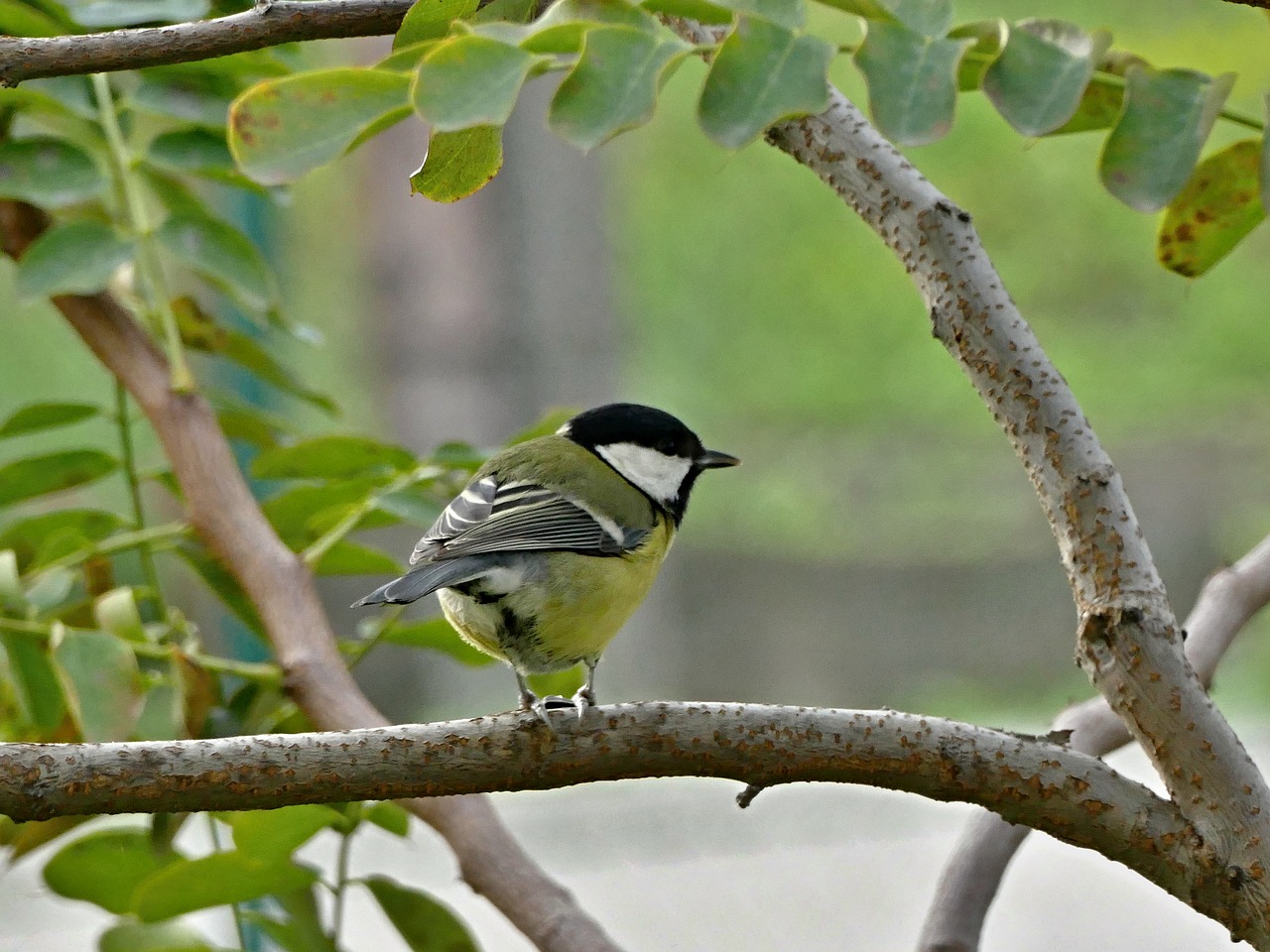 Image - tit little bird spevavý garden