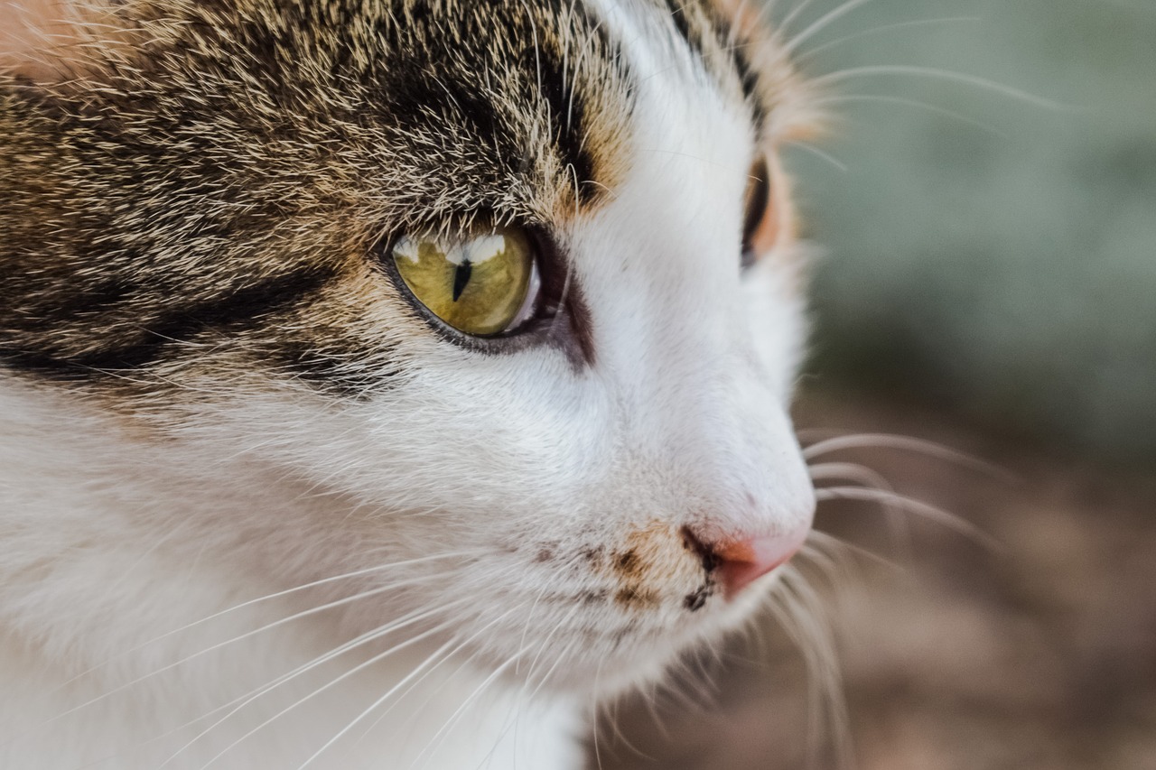 Image - cat stray young feline animal eye