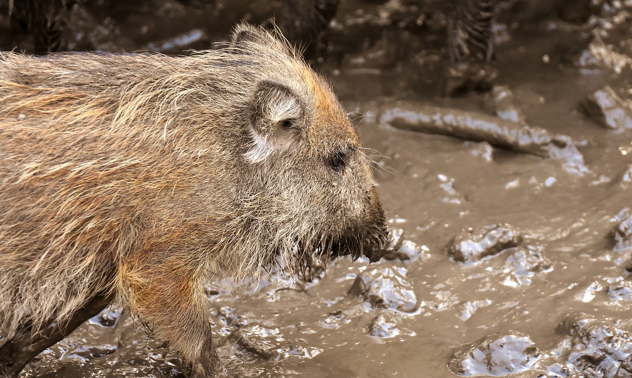 Image - wild boars animals mud dirty