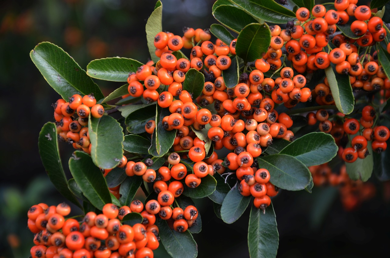 Image - plant hawthorn or crataegu