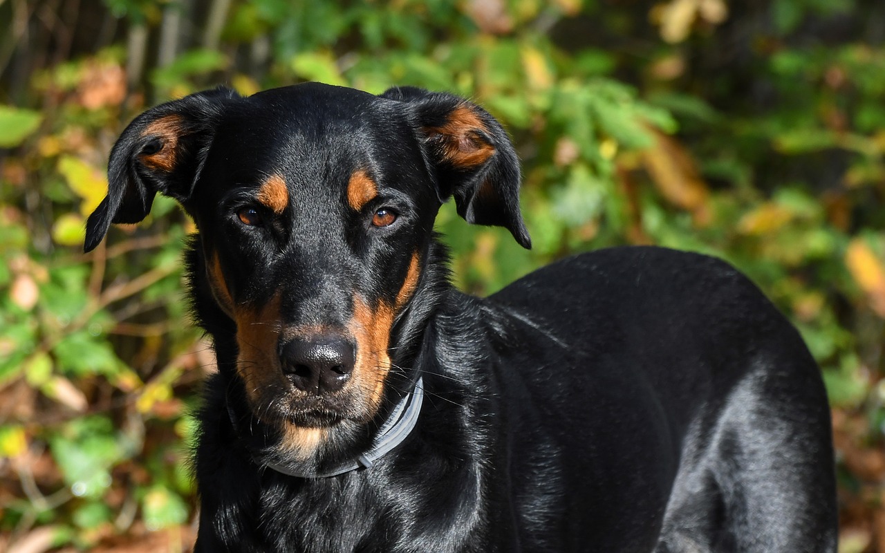 Image - dog beauceron animal green