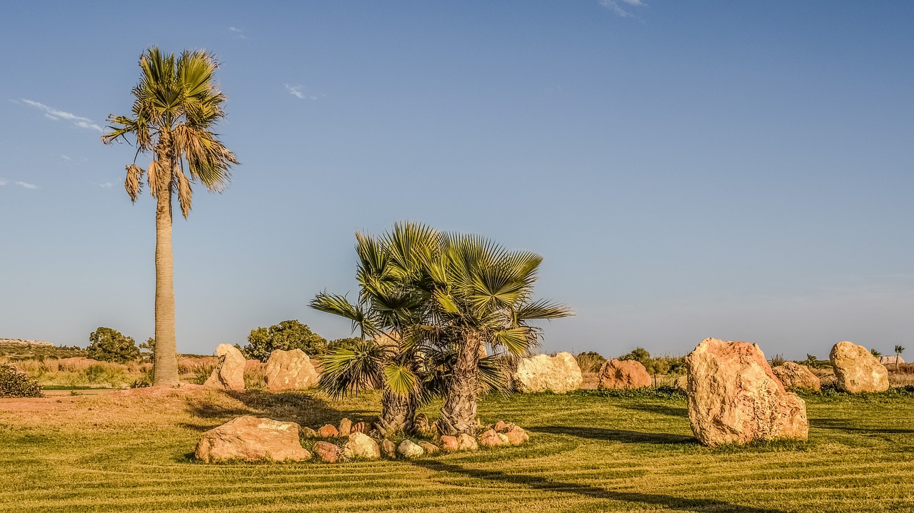 Image - landscaping palm trees rocks garden