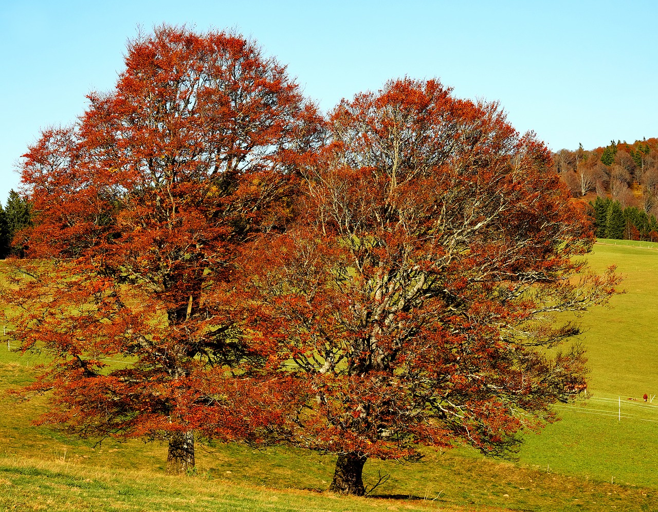 Image - trees book deciduous trees