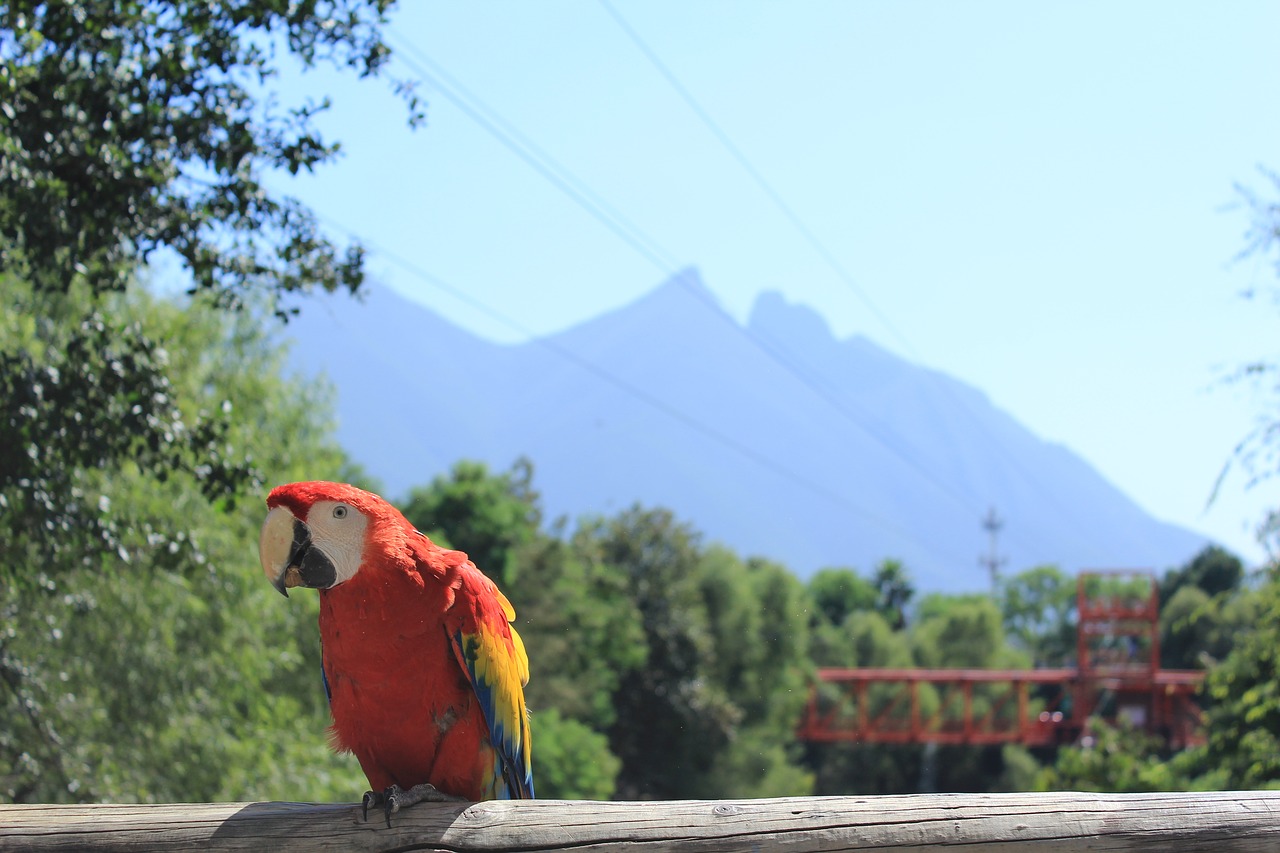 Image - landscape ave macaw nature bird