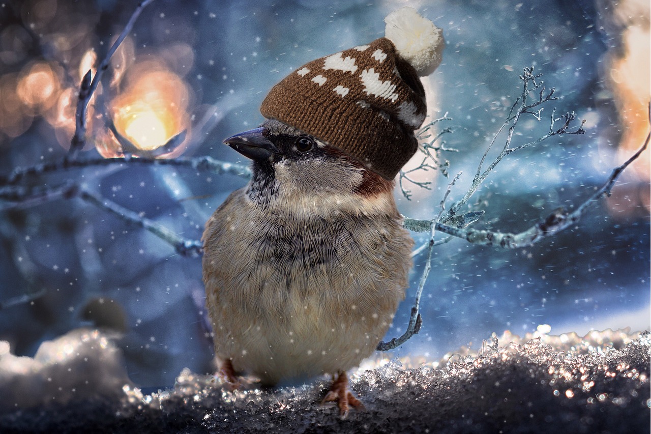 Image - sparrow birds sperling feather