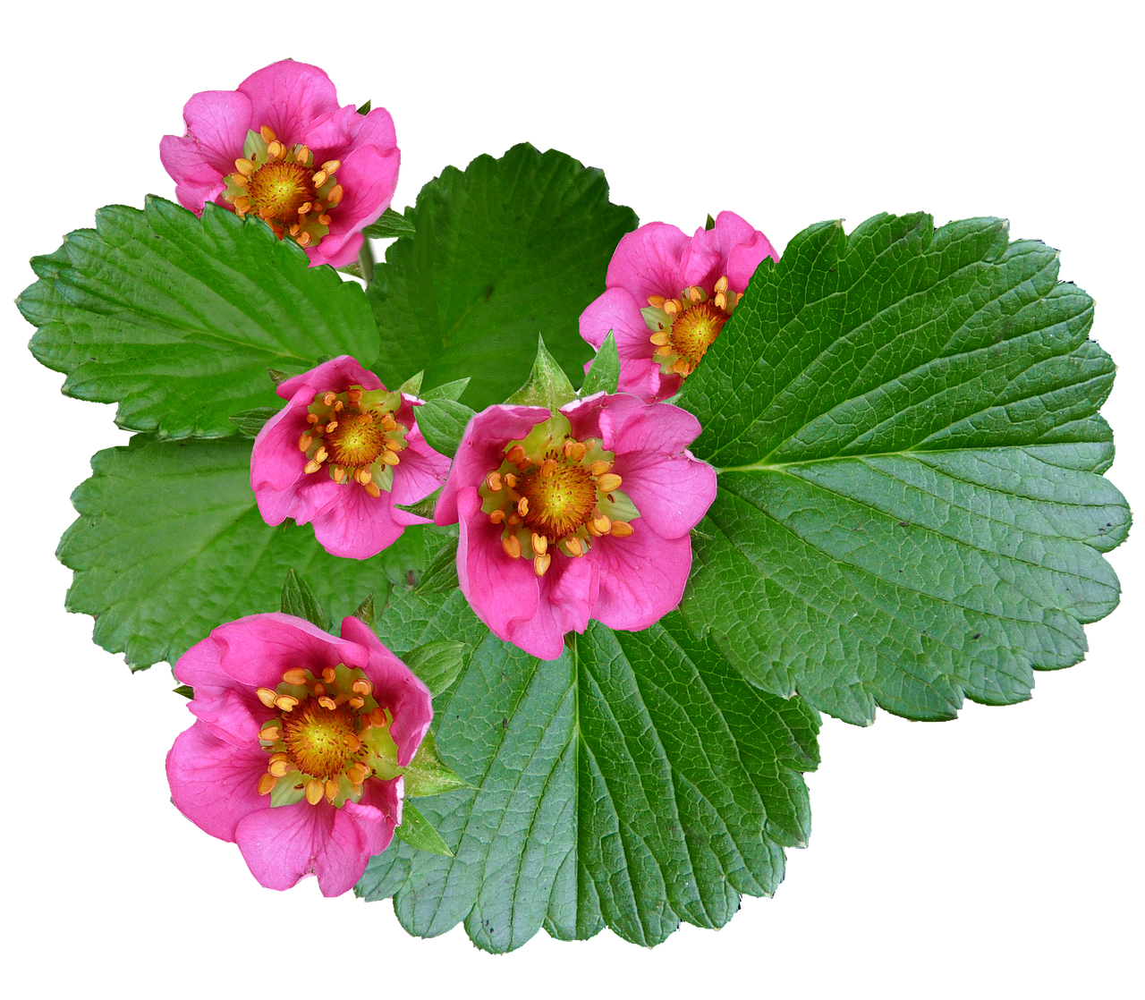 Image - flowers pink strawberry plant