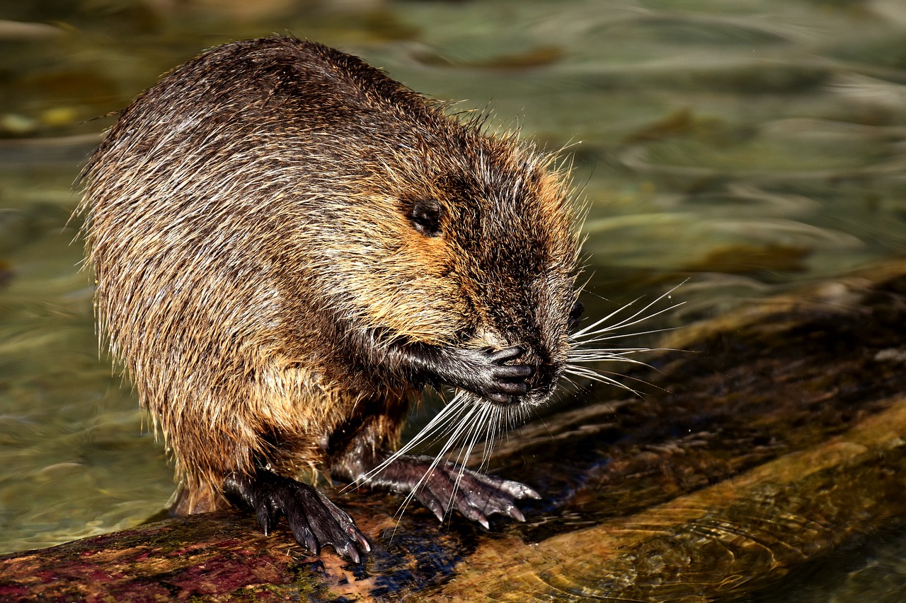 Image - nutria water rat water splashing