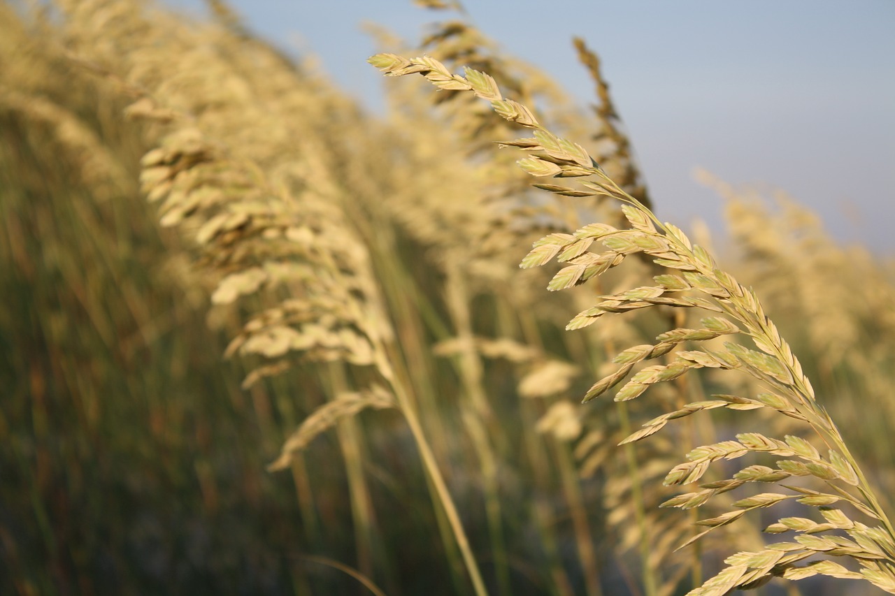 Image - sea oats ocean nature beach sand