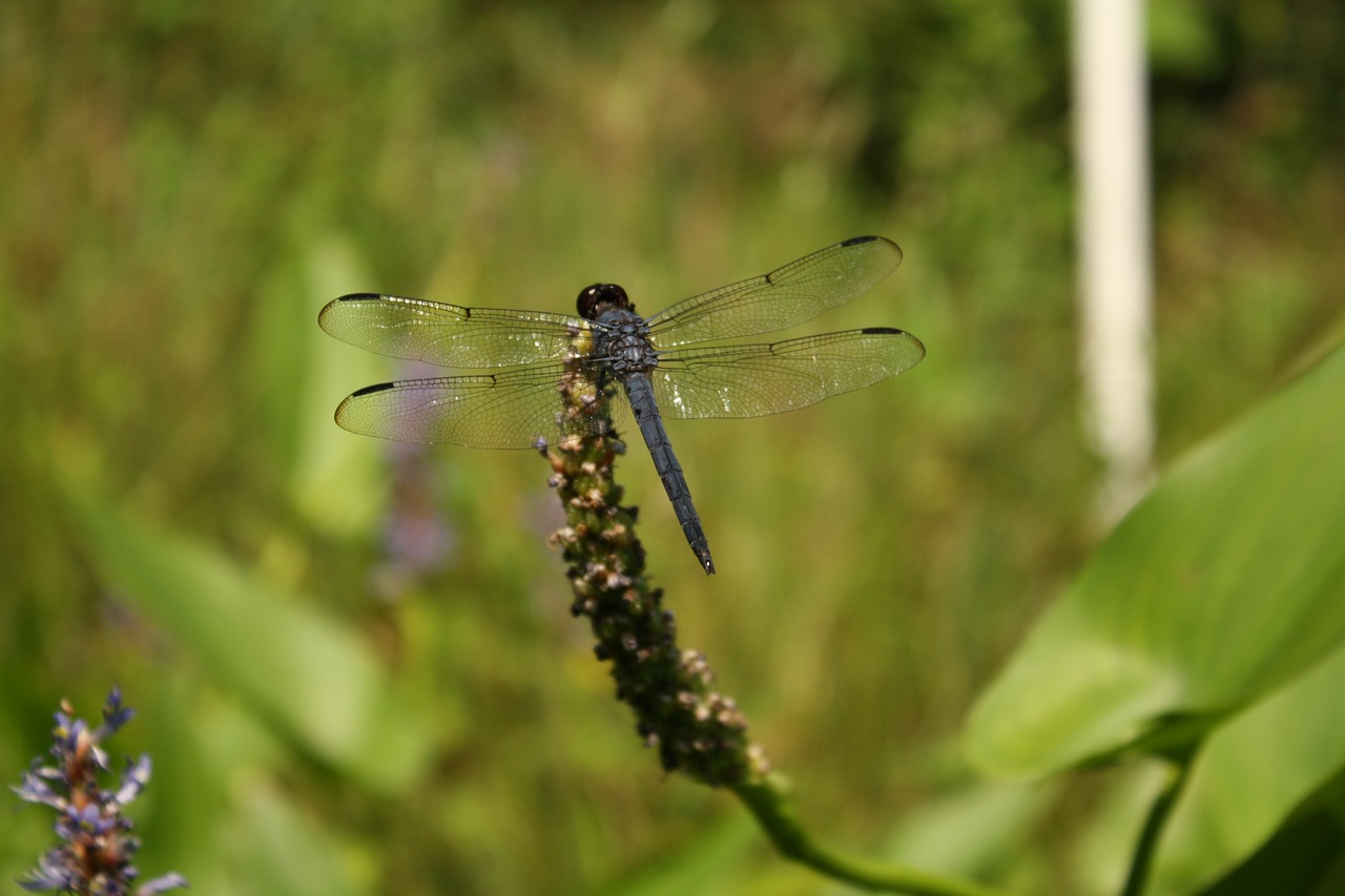 Image - dragonfly nature wetland