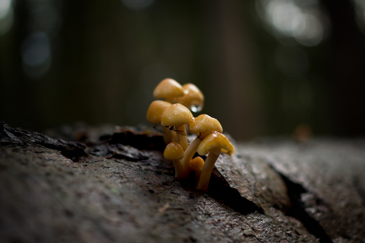 Image - mushrooms forest mosquitoes nature