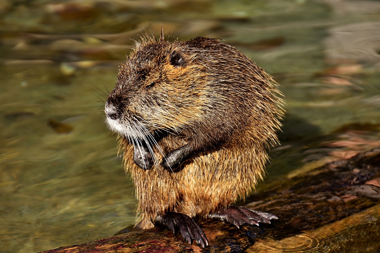 Image - nutria water rat water splashing