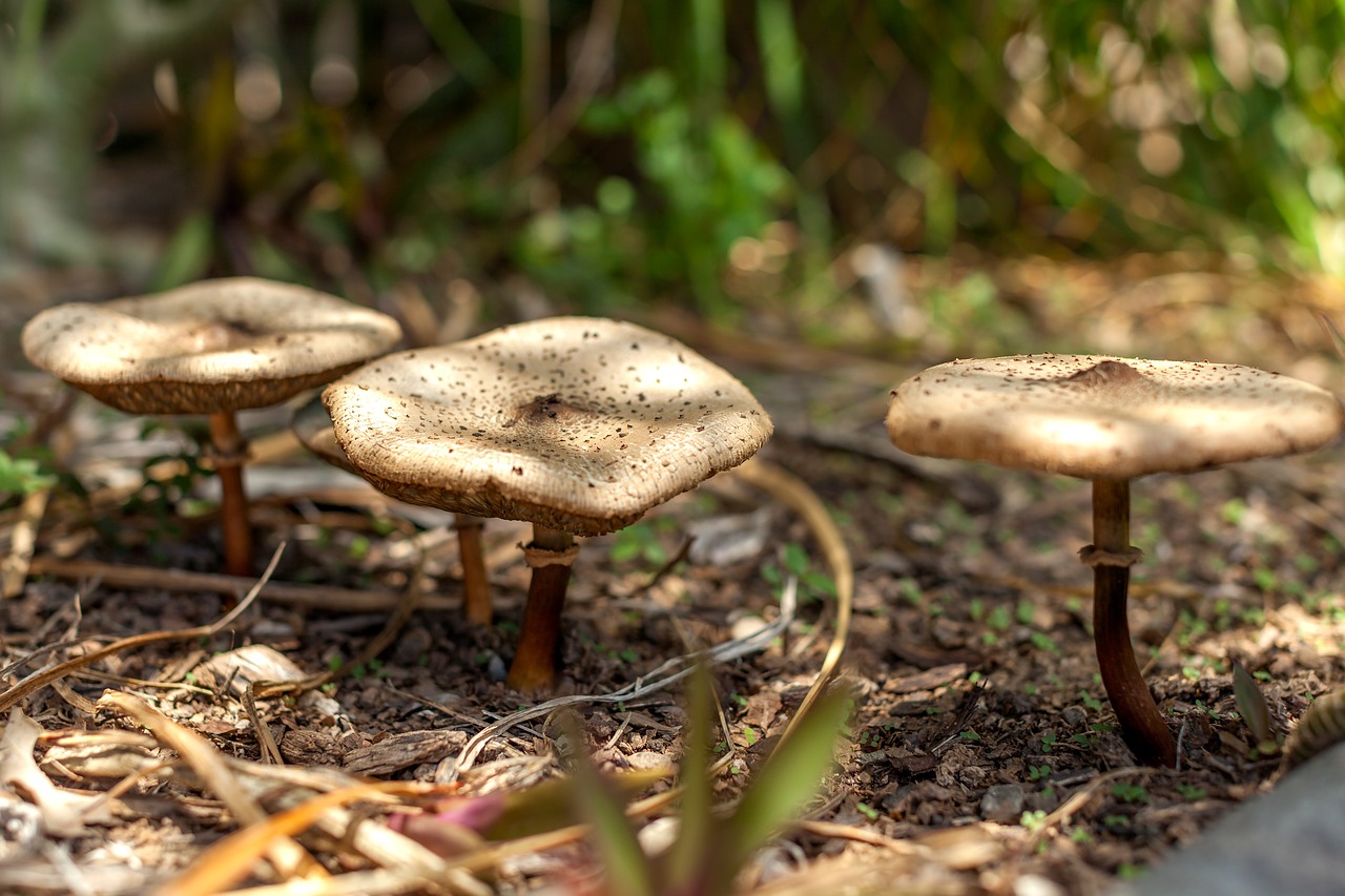 Image - mushrooms gold top mushrooms garden