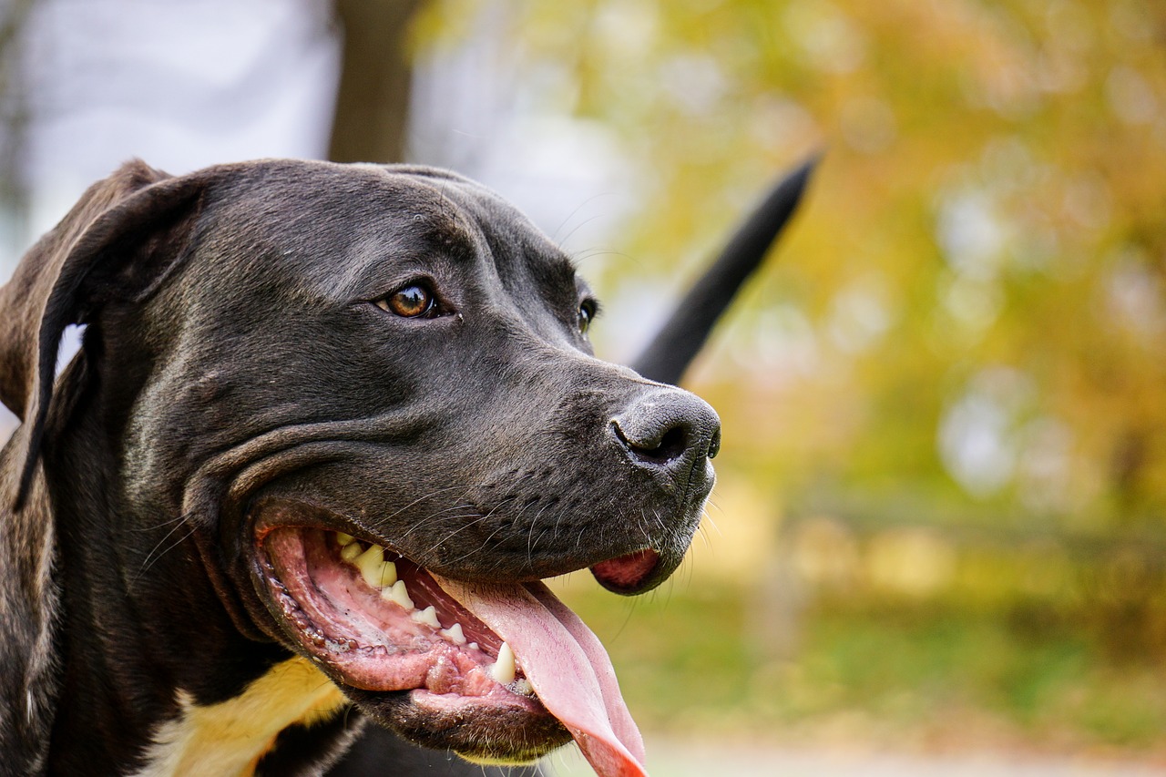 Image - dog pitbull public record sony