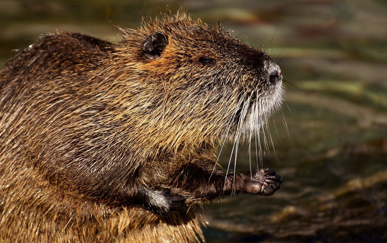 Image - nutria water rat water splashing