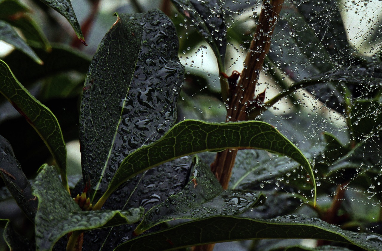 Image - leaf rain web nature tree drops
