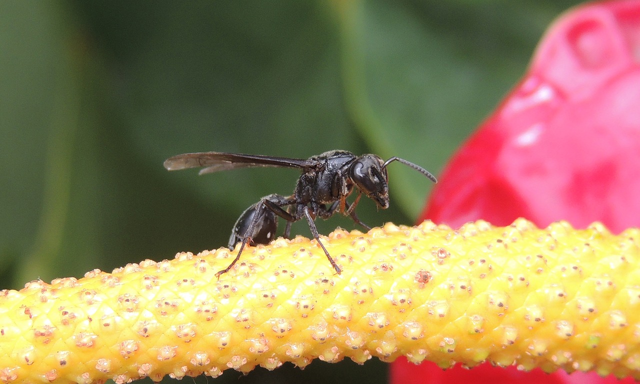 Image - nature macro insect wasp armenia