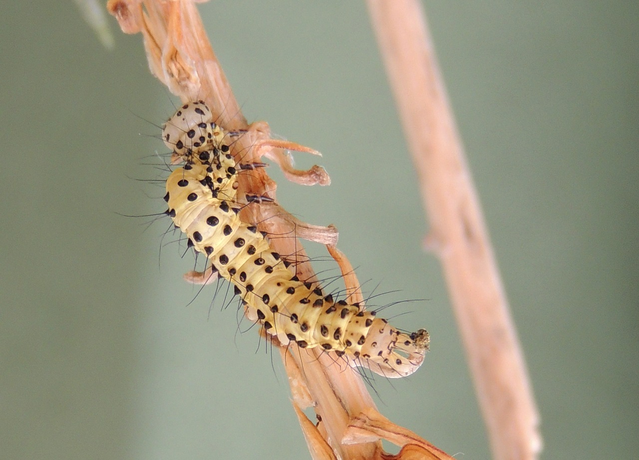 Image - macro insect worm armenia