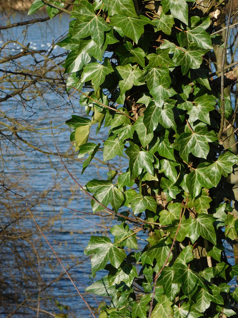 Image - ivy green leaves pond springtime