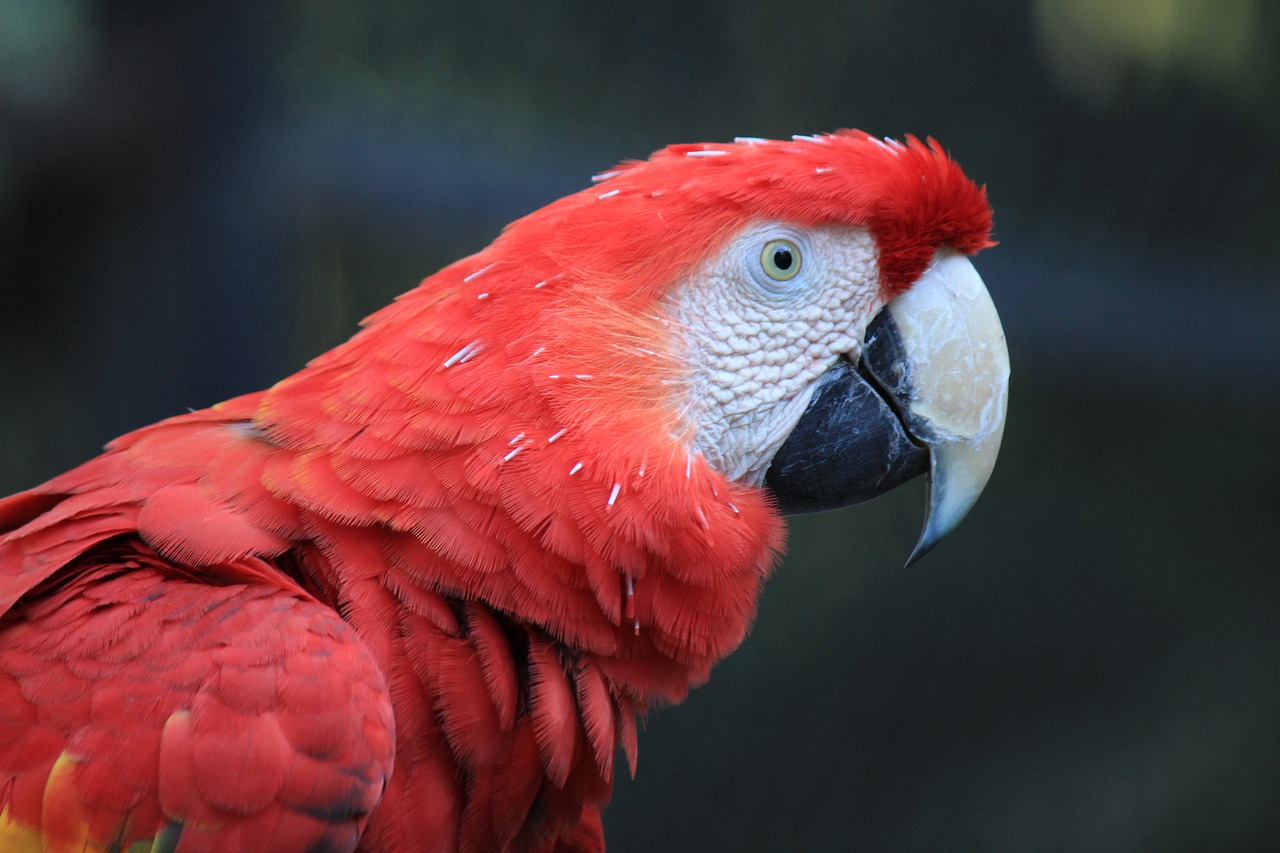 Image - parrot macaw red amazon ave bird