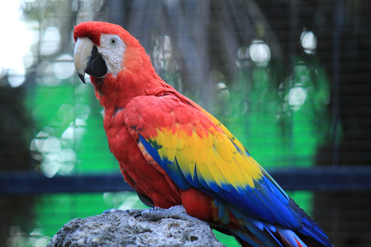 Image - parrot macaw red amazon ave bird