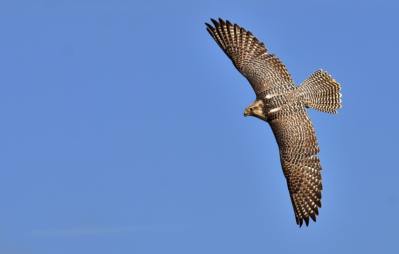 Image - falcon bird of prey