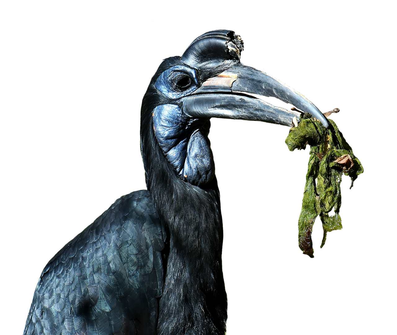 Image - ground hornbill bird feather