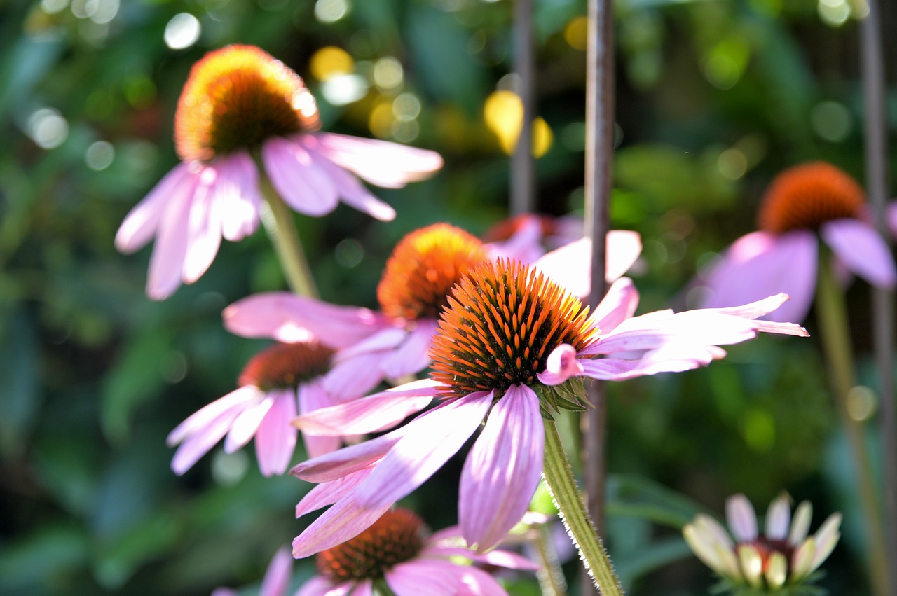 Image - echinacea purpurea sun hat flower