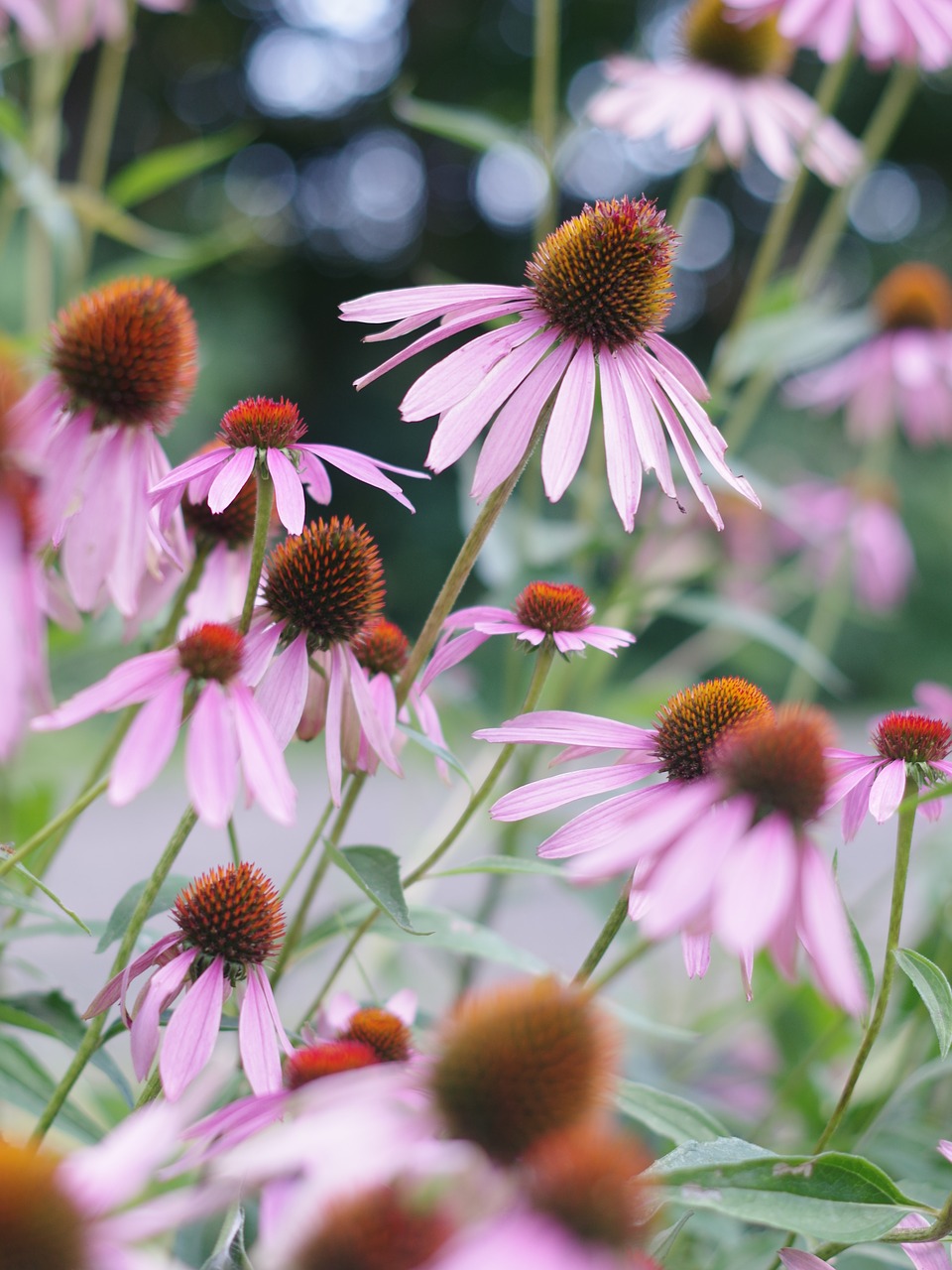 Image - flowers flower background echinacea