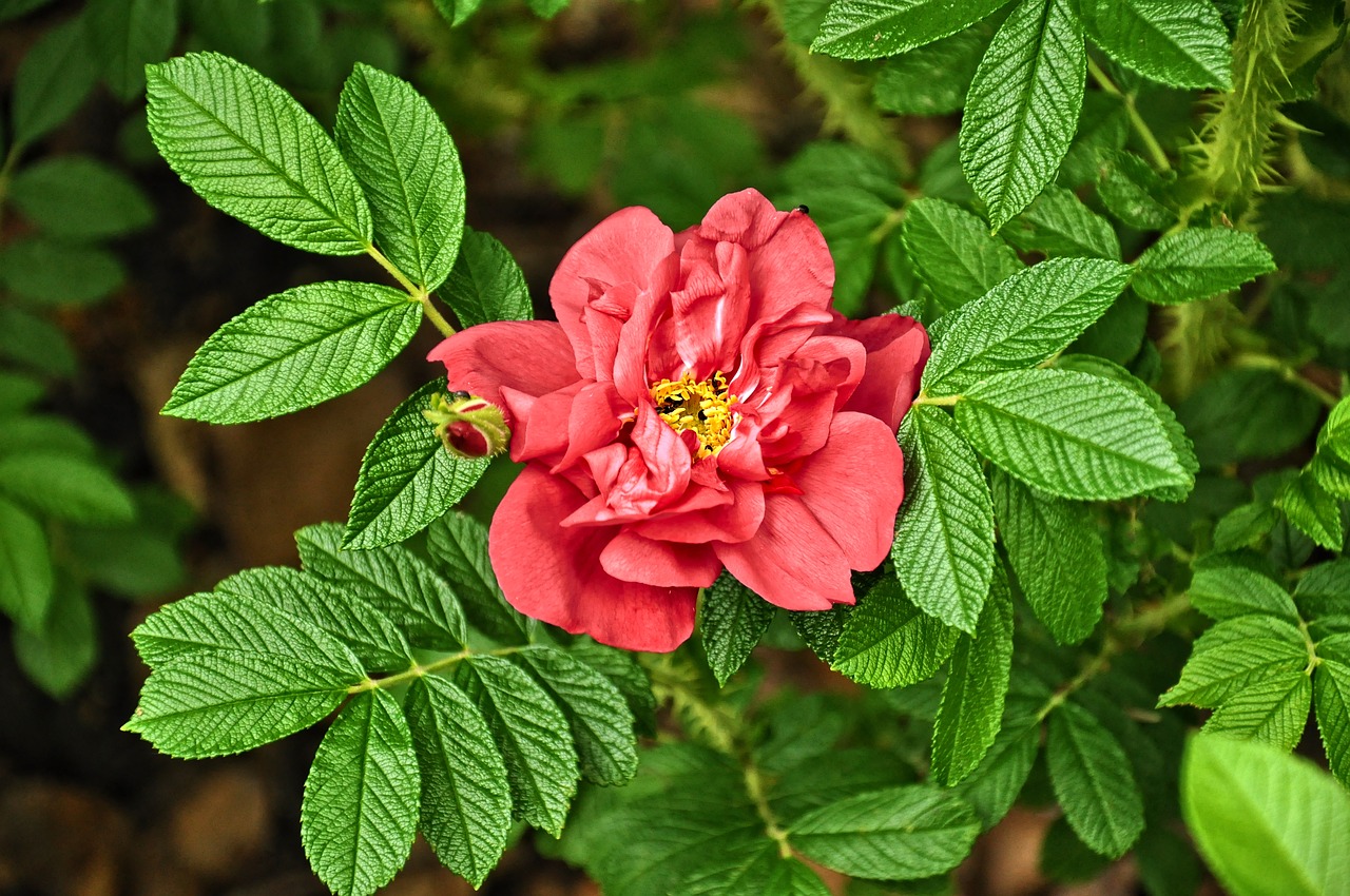 Image - rose flower leaves plant blossom