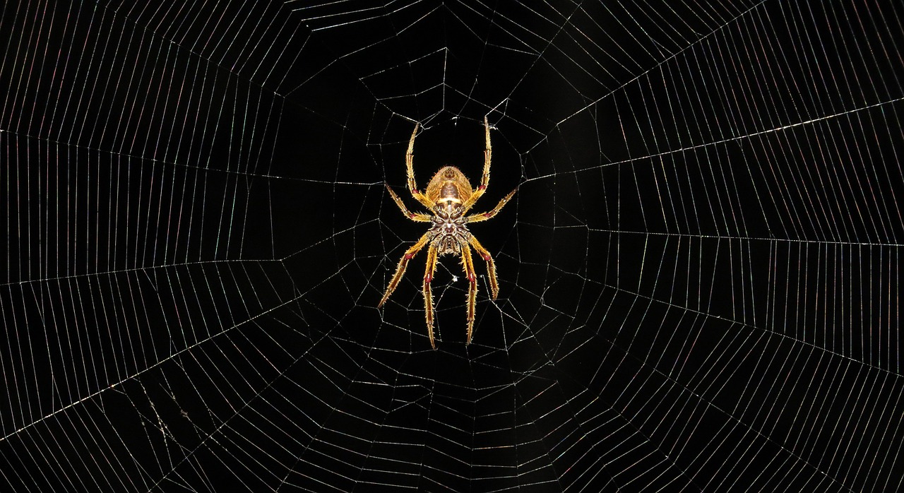 Image - macro insect arachnid colombia