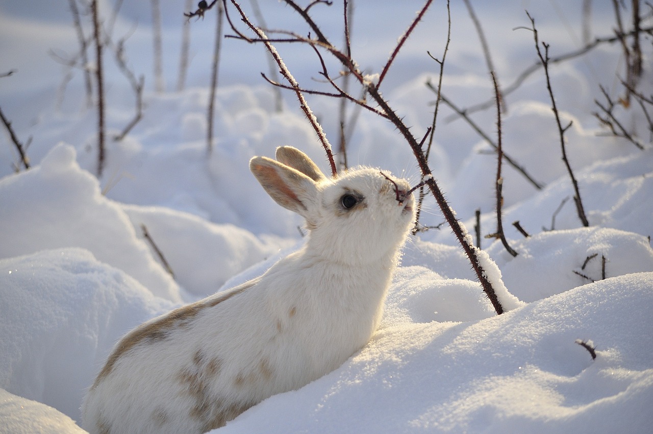 Image - rabbit wild animal nature white