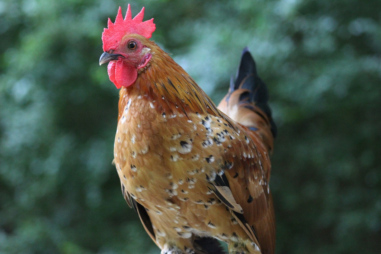 Image - rooster nature bird chicken farm