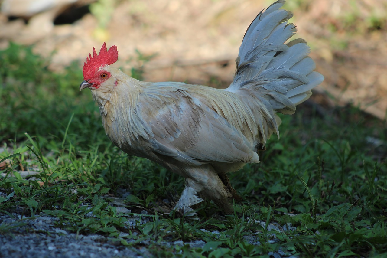 Image - rooster chicken nature bird farm