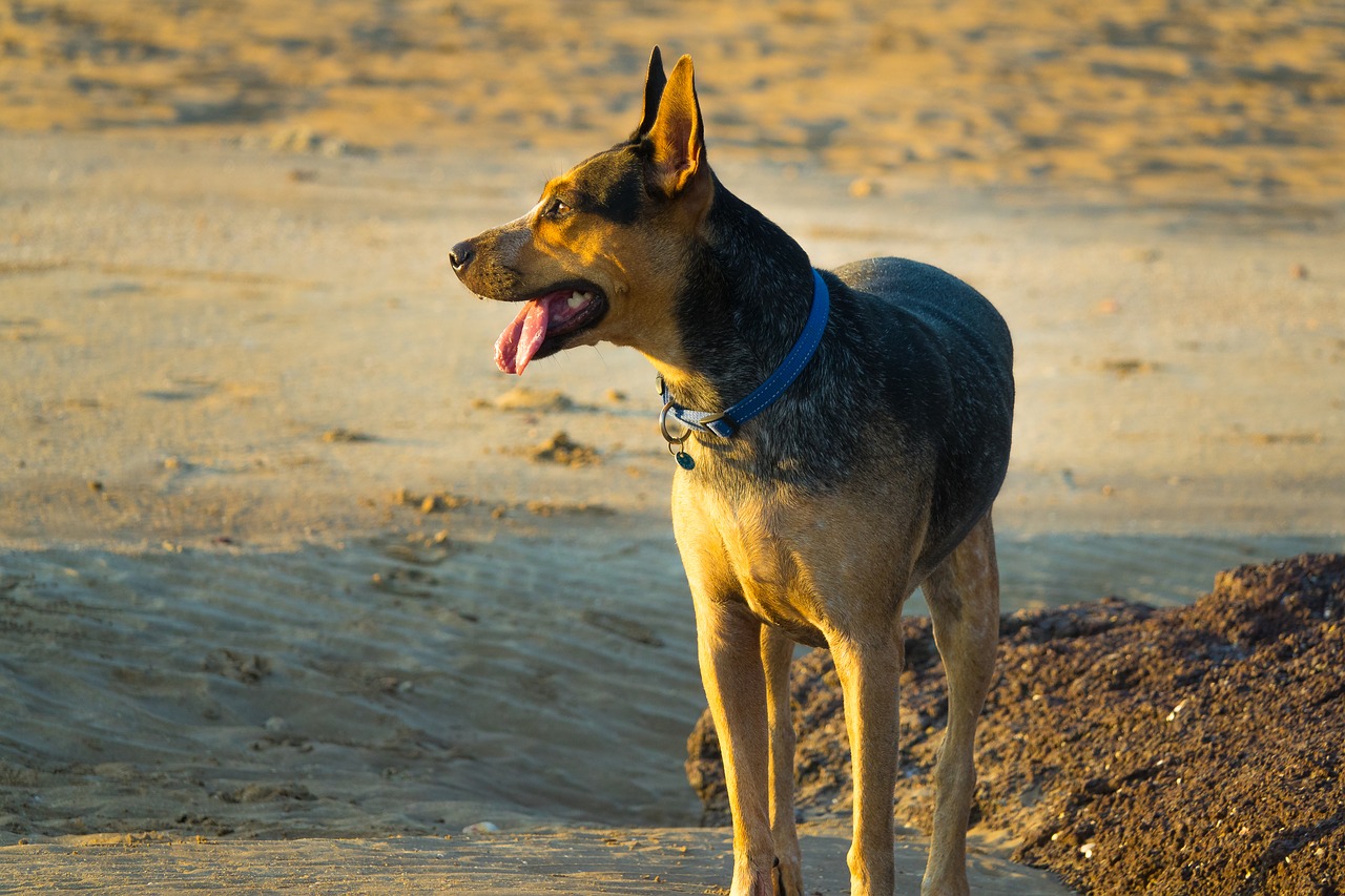 Image - beach dog sunset cattle dog animal