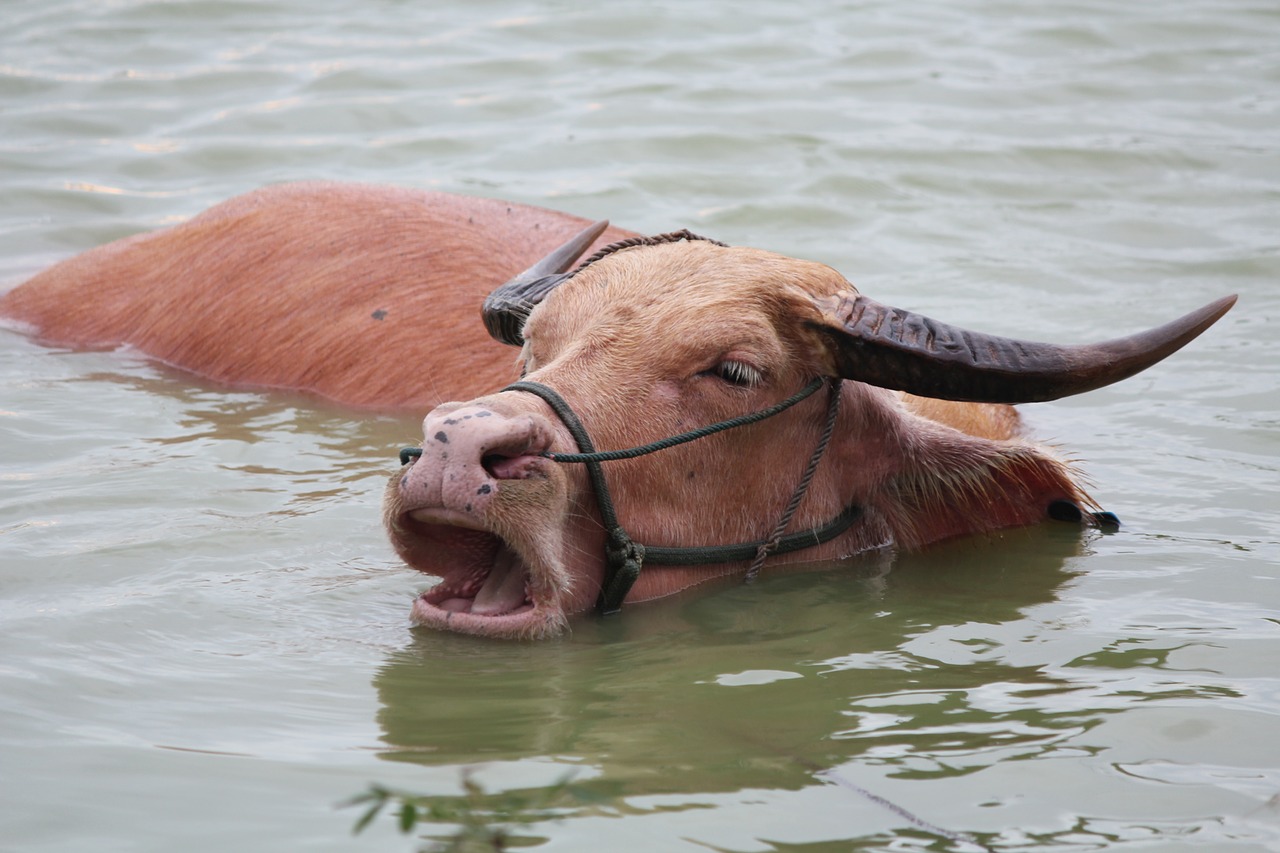 Image - cow cows bathing in the river